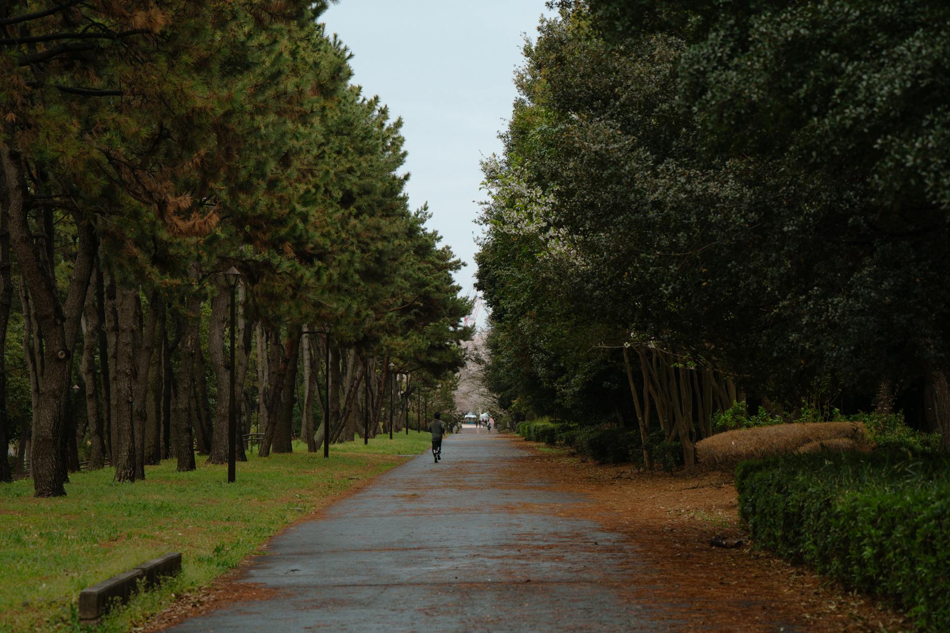 Tokyo'da Doğanın Kalbine Yolculuk 🌸