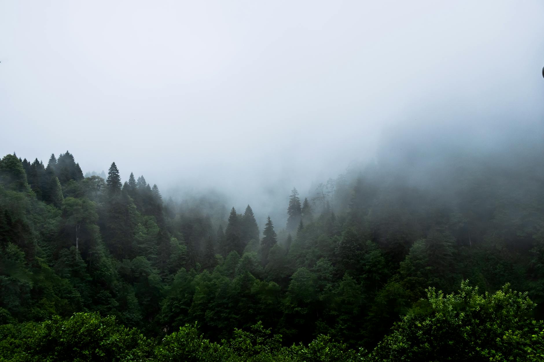 Rize'nin Yeşil Kalbine Yolculuk 💚