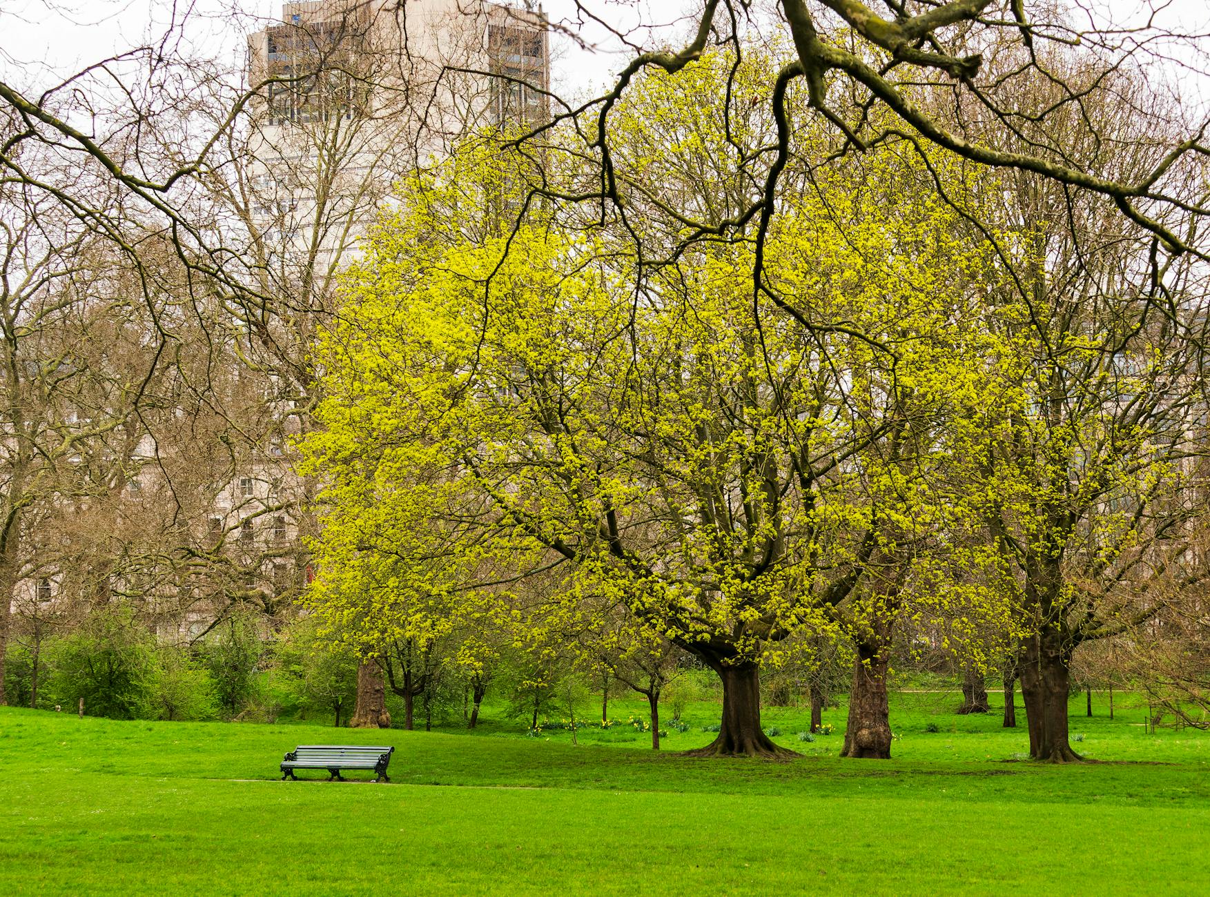 Londra'da Doğa ve Keşif Dolu 3 Gün! 🌳🏰